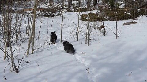 Chasing Climate Rabbits