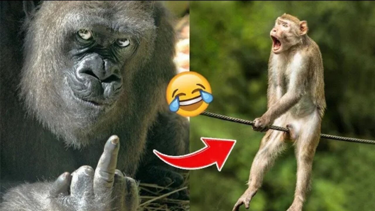 शैतान बंदर के अखरोट टूट गये! FUNNIEST ANIMAL MOMENTS CAUGHT ON CAM 13