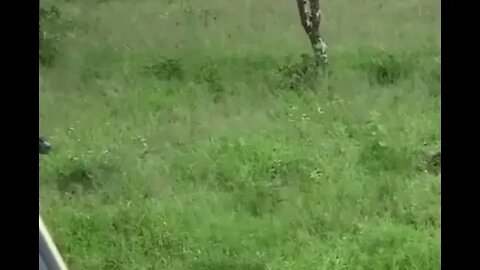 Lioness hunting - Daily Dose of Nature