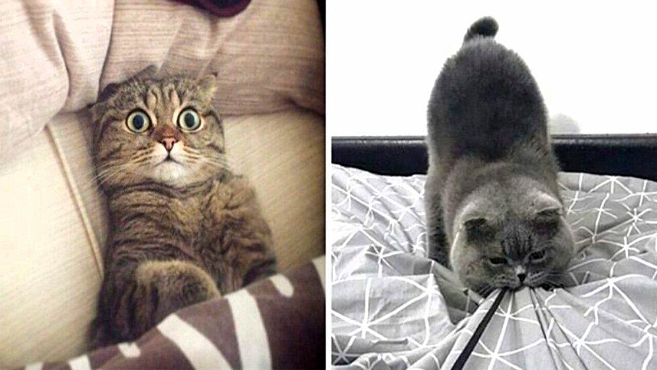 Funny cats videos compilation - Baby cats - cute cat