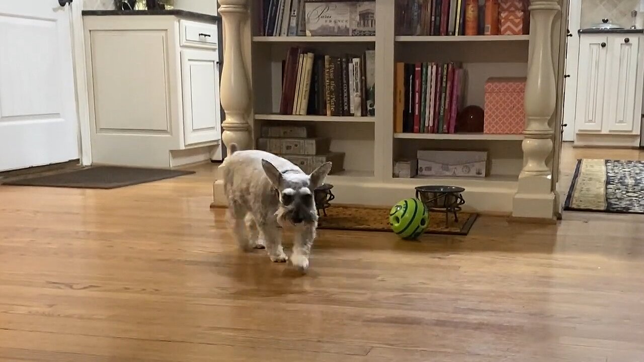 Adorable Little Dog Plays With A Ball Too Big