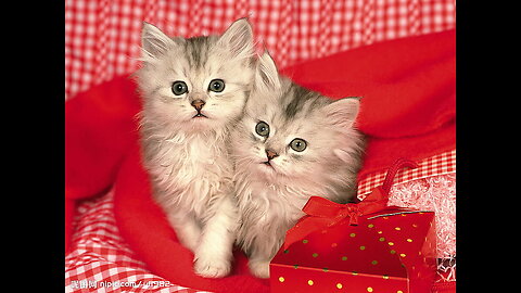 Baby Cats - Cute and Funny Cat Videos Compilation