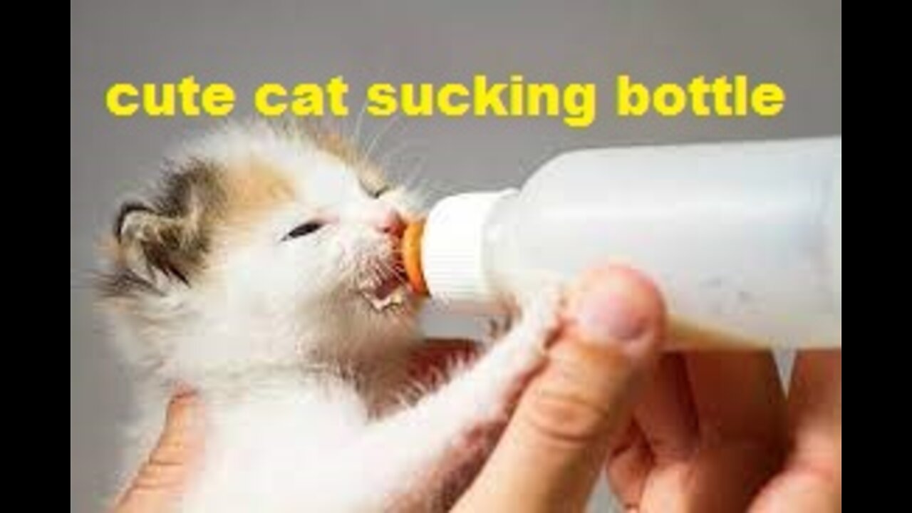 Cute kittens - cute cats - cute cat sucking bottle