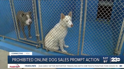 23ABC In-Depth: Prohibited online dog sales prompt action