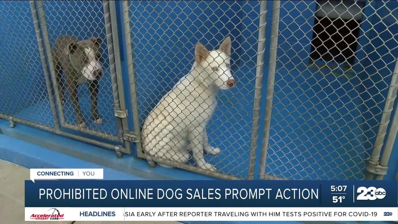 23ABC In-Depth: Prohibited online dog sales prompt action