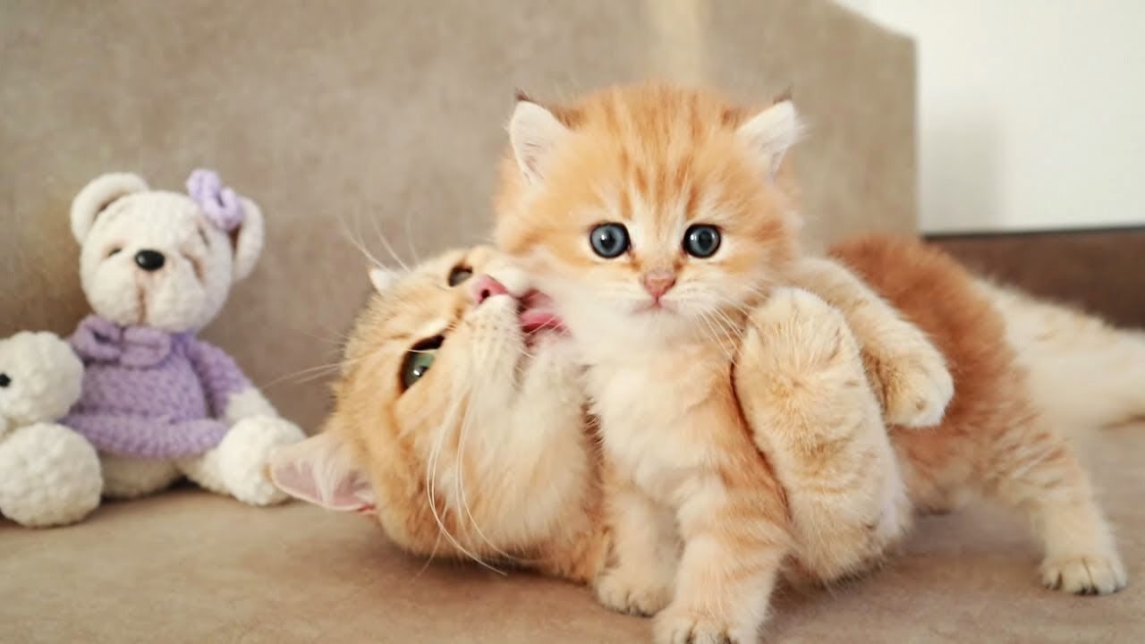 Awww Funny Cute Lovely Cats Kissing