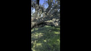 Tree That Grew Parallel to the Ground