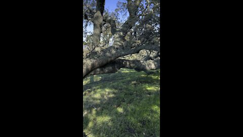 Tree That Grew Parallel to the Ground