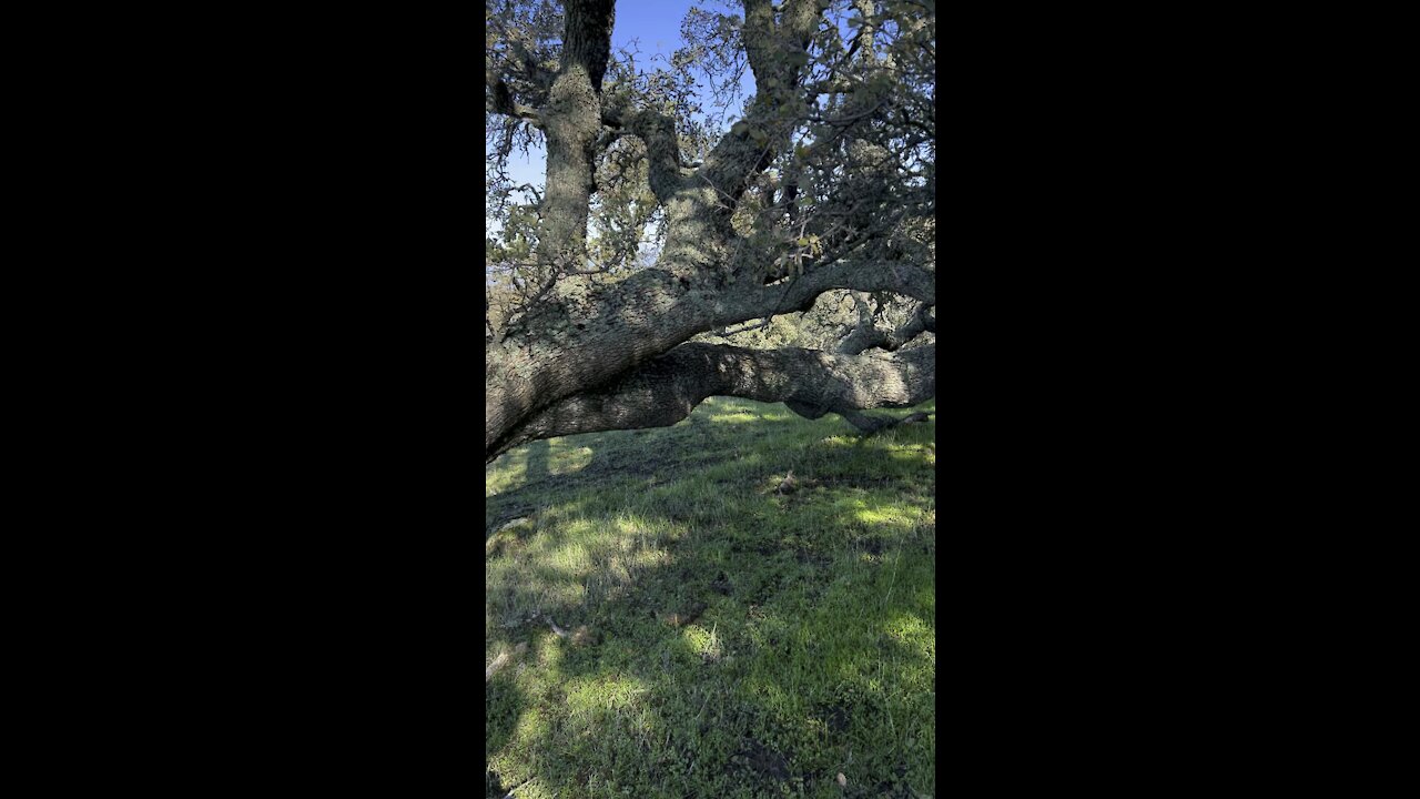 Tree That Grew Parallel to the Ground
