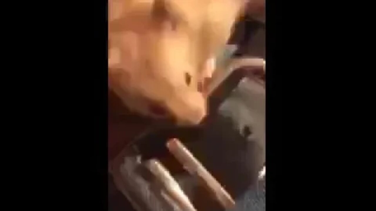 A Joey short in the uploads