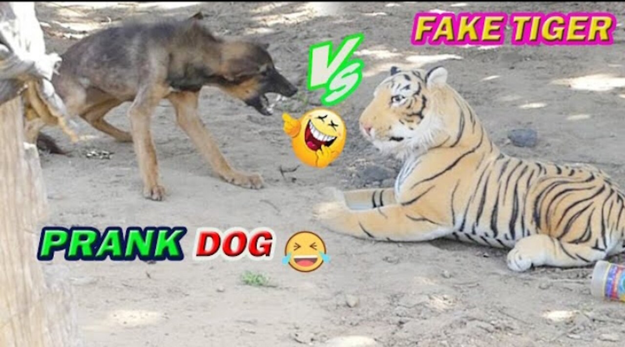 Fake Tiger Prank dogs vs 2 Tiger.