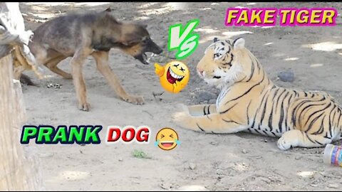 Fake Tiger Prank dogs vs 2 Tiger.