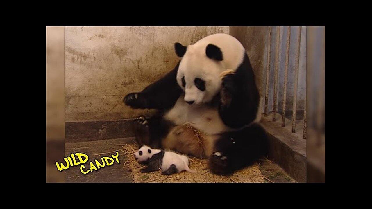 Sneezing Baby Panda | Original Video