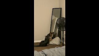 1 year later and my dog is still staring down his own reflection!