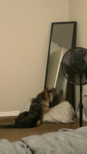 1 year later and my dog is still staring down his own reflection!