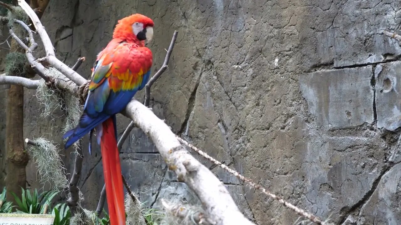 Tropical Macaw At An Aquarium