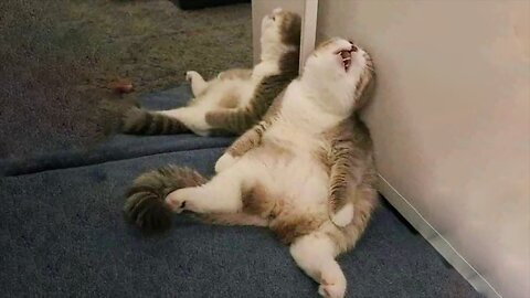 Funniest Cats 😹 - Don't try to hold back Laughter 😂 - Funny Cats Hack - 56