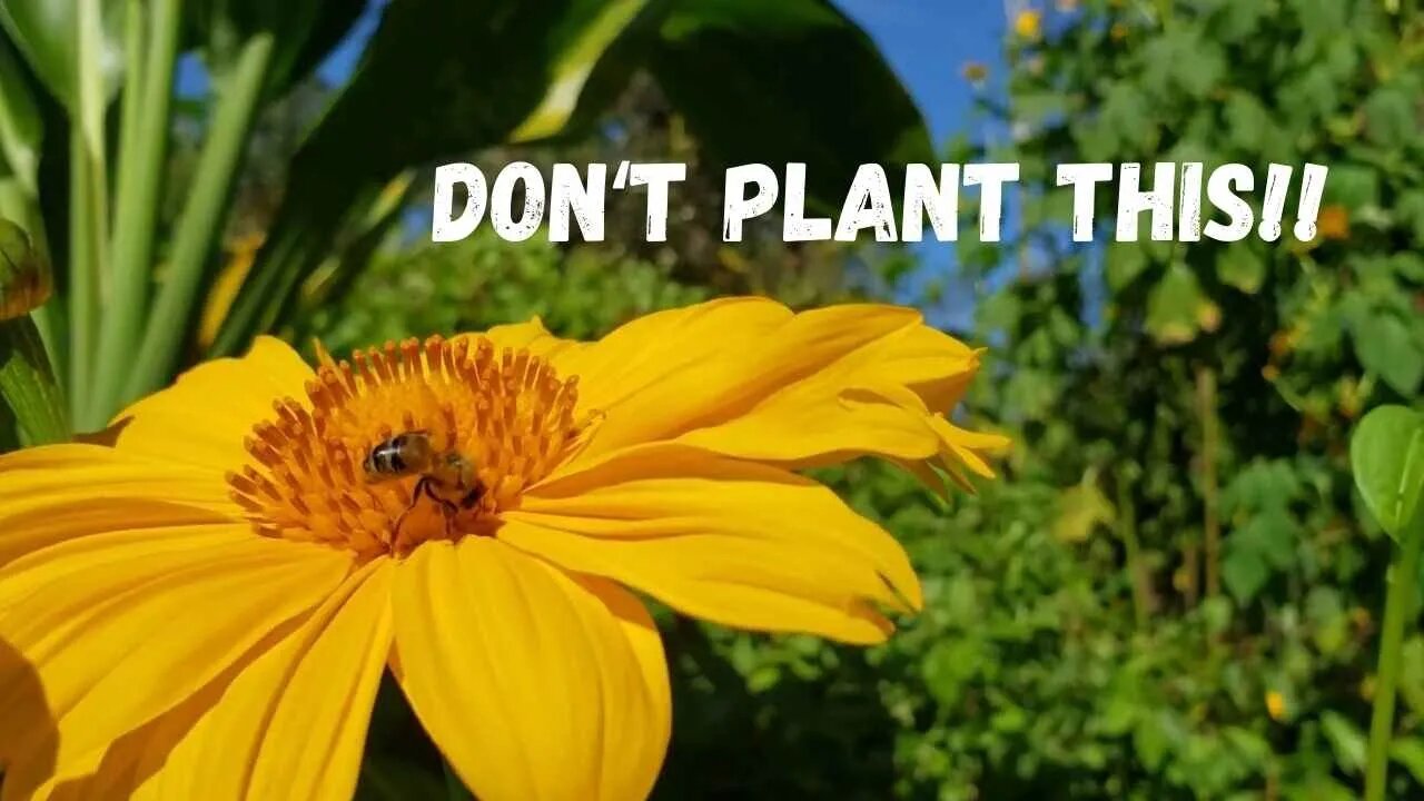 The Worst Plant I Ever Planted: Tithonia Diversifolia aka Mexican Sunflower