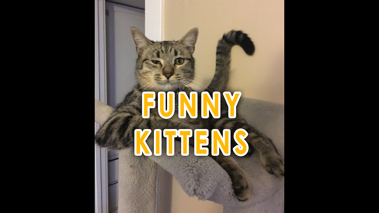 funny cat videos