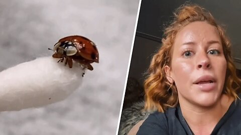 Woman spends two days saving a tiny beetle. And people were upset.