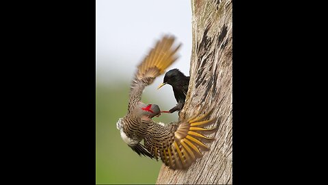 beautiful golden pheasants