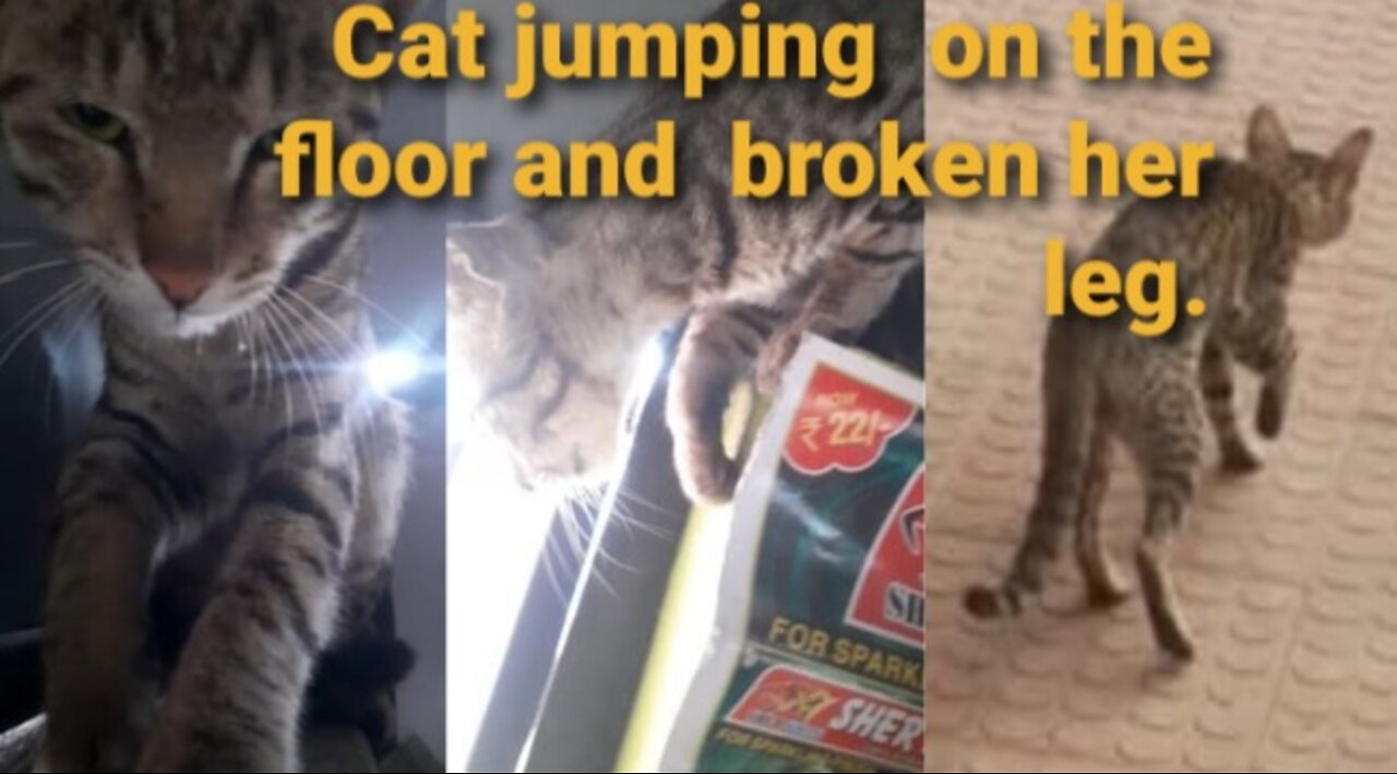 Cat jumping on the floor and broken her leg 🦵 😢