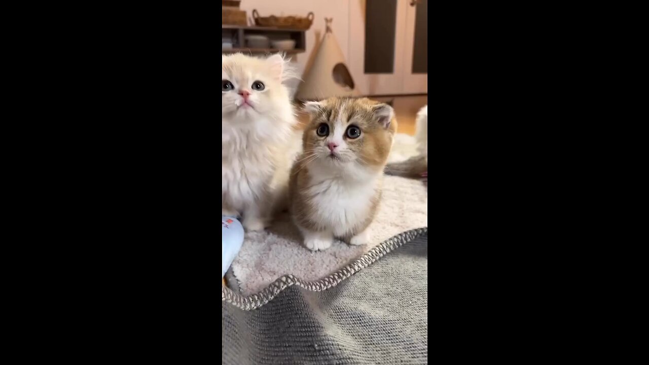 CAT VIDEOS 😍🥰😂