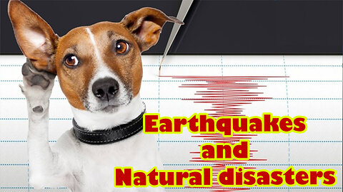 Dog sense - Climatic changes, earthquakes and natural disasters