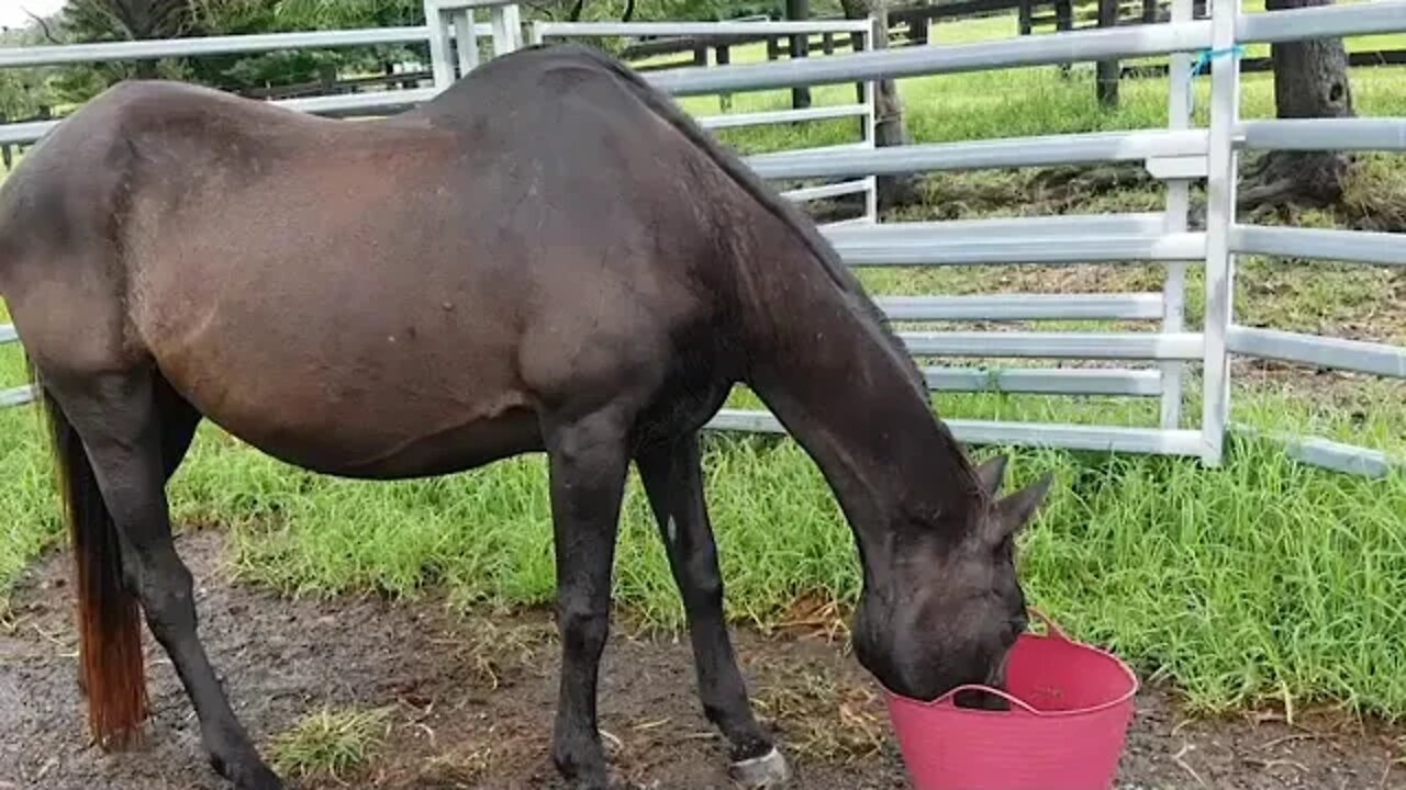 Penny is putting on weight. Horses coping with the flood, business as usual