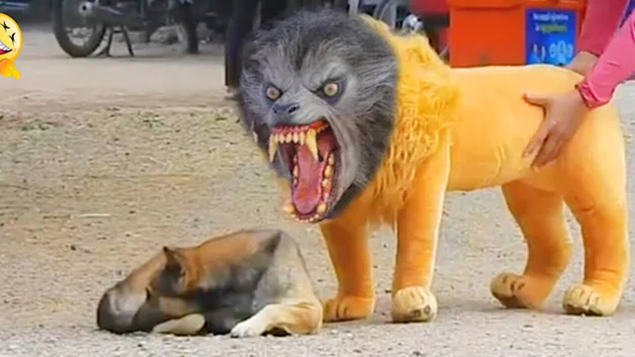 Troll Prank Dog Funny & fake Lion and Fake Tiger Prank To dog & Huge Box Prank to dog