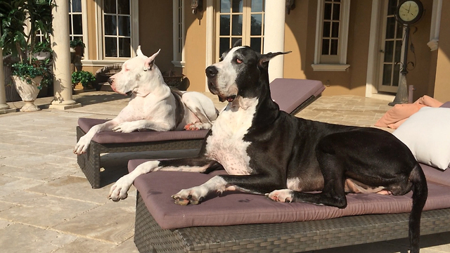 Two Great Danes enjoy sunbathing on chaise loungers