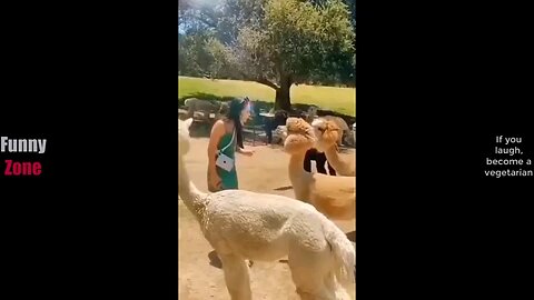 Try not to laugh challenge
