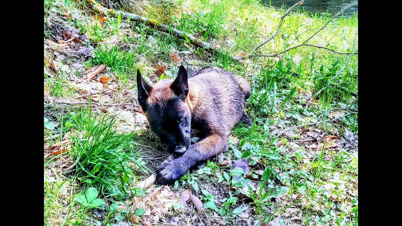 Belgian Malinois 13 Weeks Old First Obstacle Course