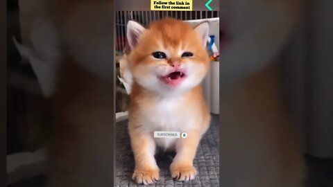 cute cat videos 😹 funny videos 😂 670 😻 #shorts #shortsfunny #cutecat #catvideos #catsfood #catscare