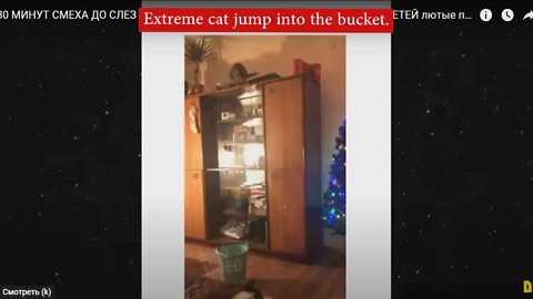 Extreme cat jump into the bucket.