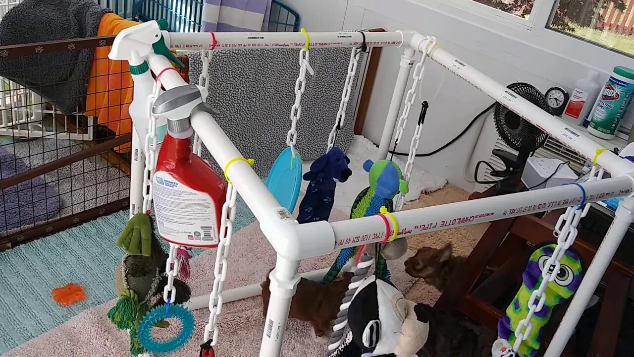 Puppies!!! September 8. 2019(7)