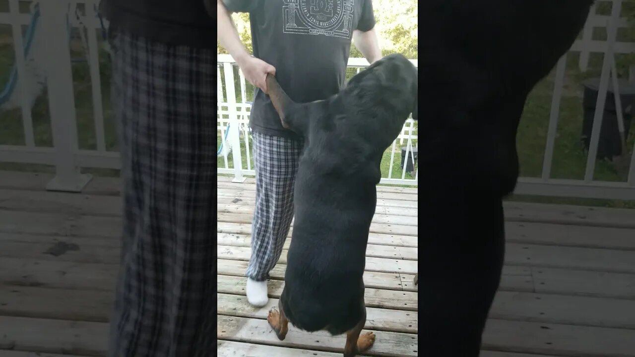 Rottweiler Dancing Queen! 💖 #rottweiler #shorts