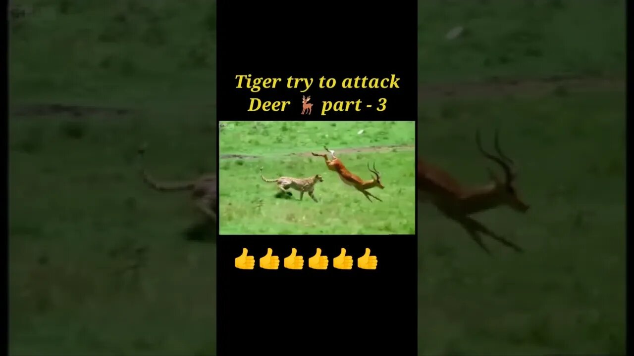 Tiger try to attacked Deer 🦌 part - 3#shorts #shortvideo #youtubeshorts