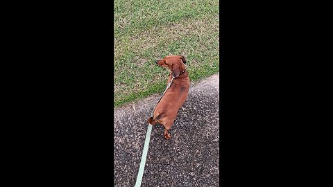 update from Oakley and Sadie