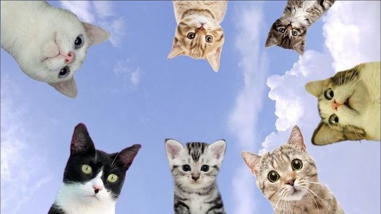 Funny animal video, funny cat video funny kittens