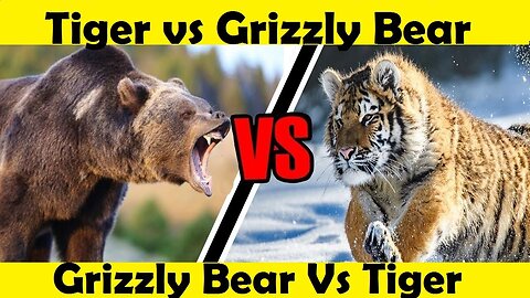 Siberian Tiger Vs Grizzly Bear. (Tutorial video)