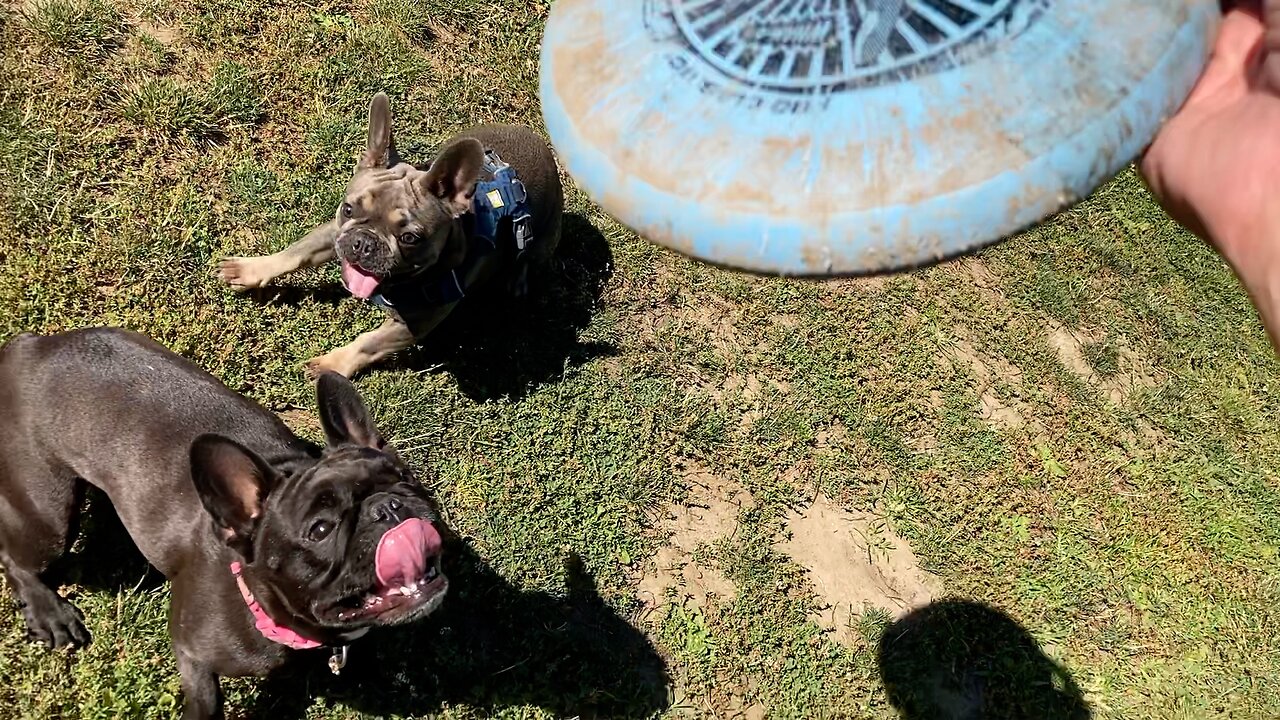 Ladybug Loves Pualani's Frisbee