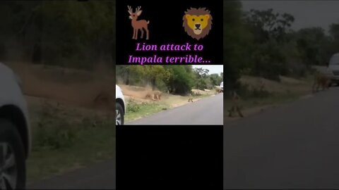 Terrible..Lion attack to Impala 2022 #youtubeshorts #shorts #shortvideo