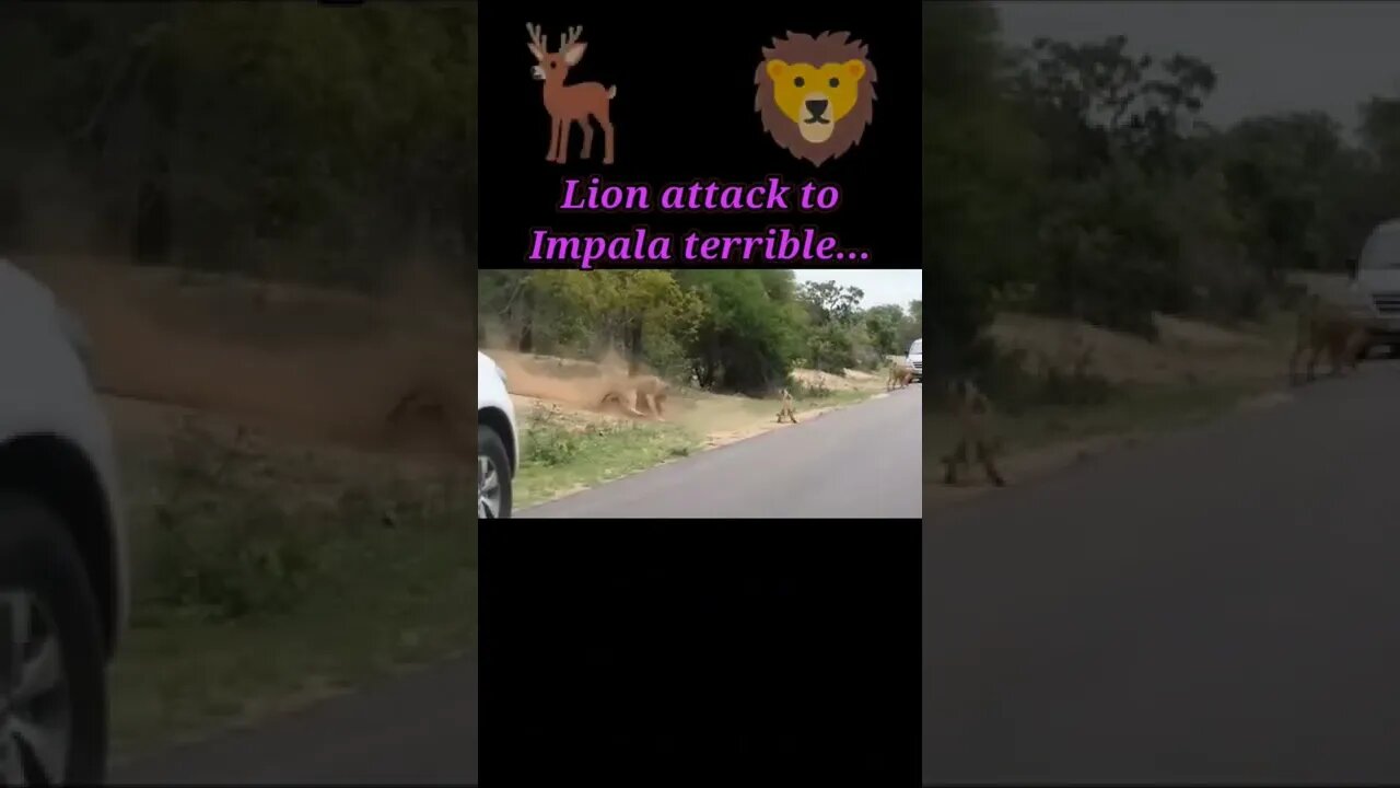 Terrible..Lion attack to Impala 2022 #youtubeshorts #shorts #shortvideo