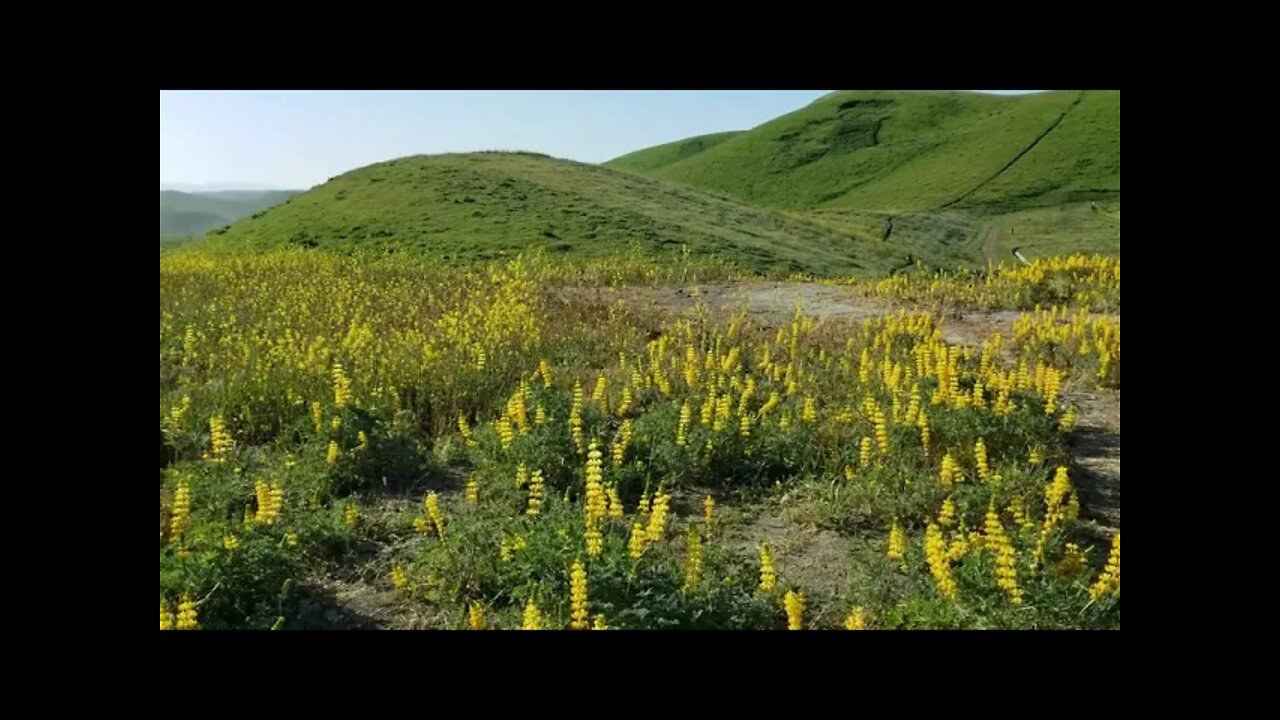 Yellow Lupine in the wild