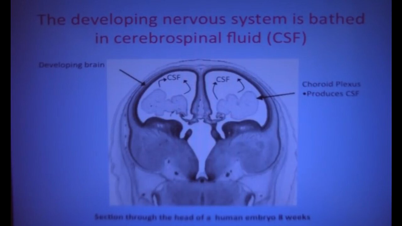 CSF: Cerebrospinal Fluid: the 'I AM THAT I AM' in Man