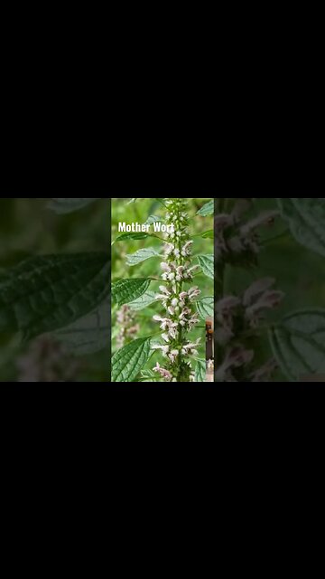 Fever Support with Diaphoretic Herbs | Mother Wort