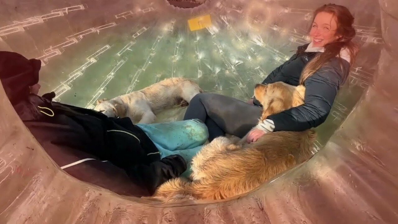 Golden Retrievers React To Giant Ball! They Don't Know What To Do!!