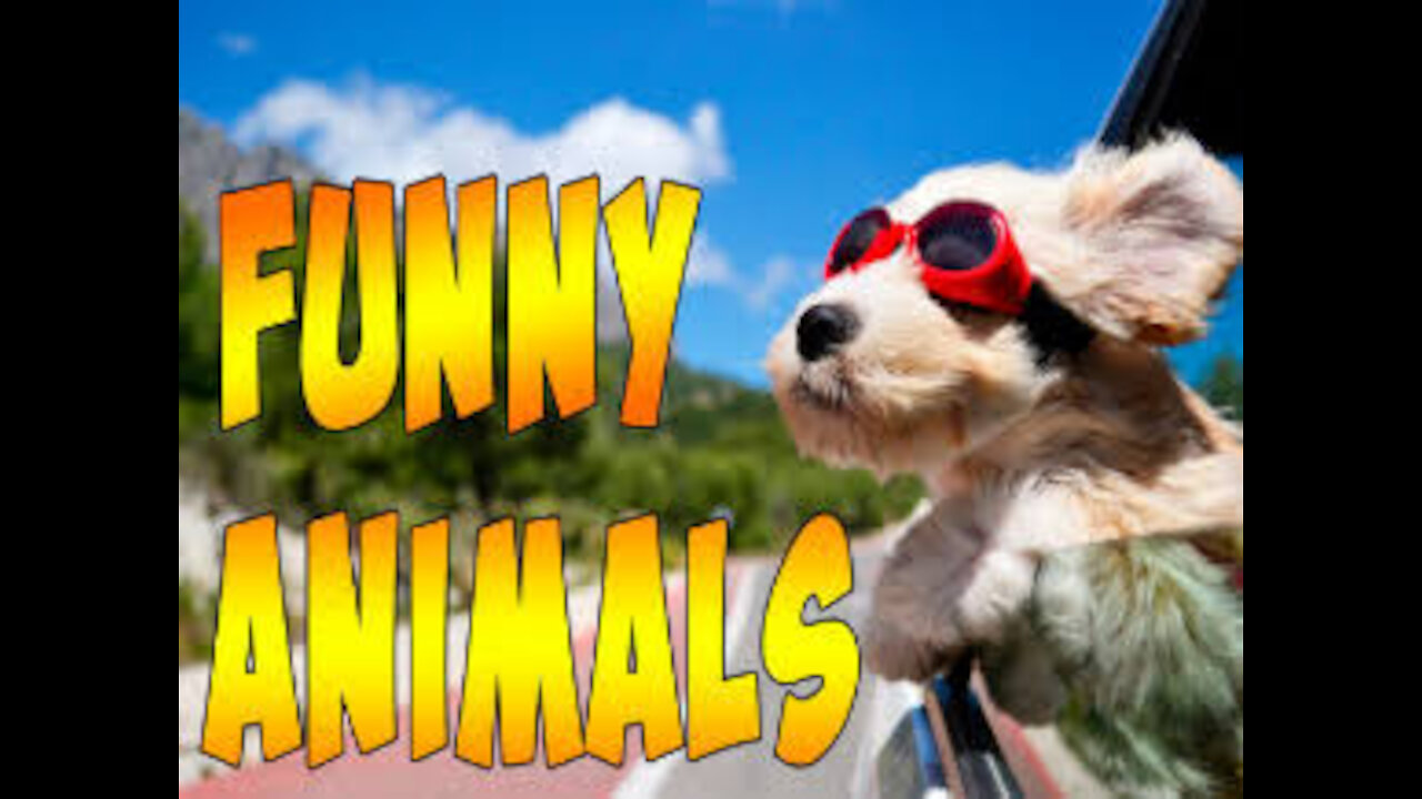 WIld ANIMALS FUNNY😂😂 compilation, try not to laugh
