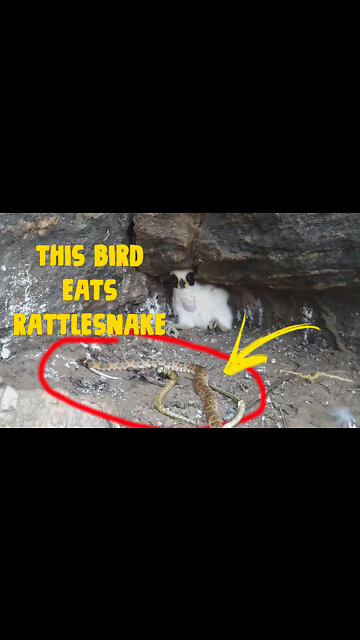 This bird eats rattlesnake